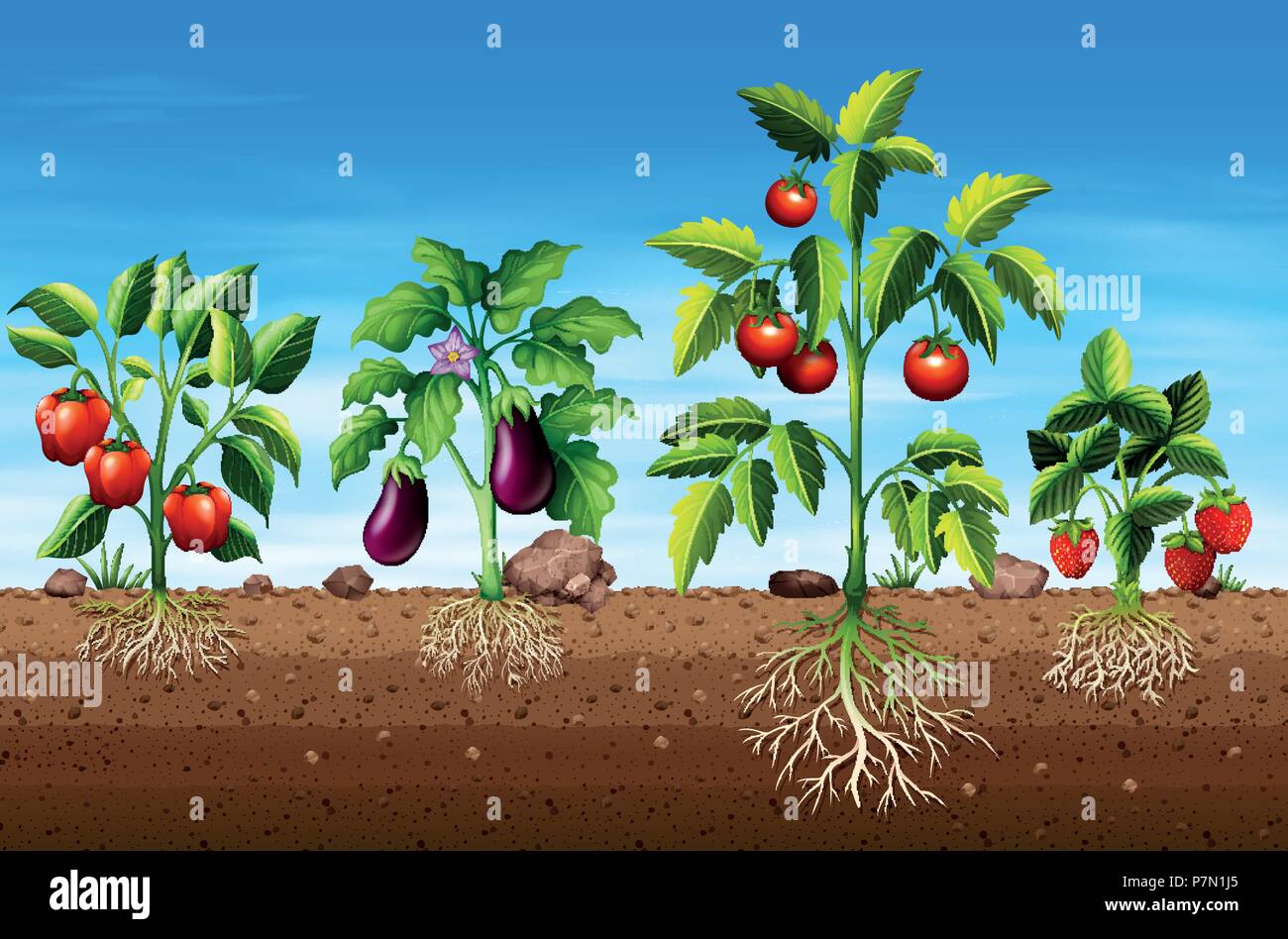 Set of different vegetable and fruit plants illustration Stock Vector