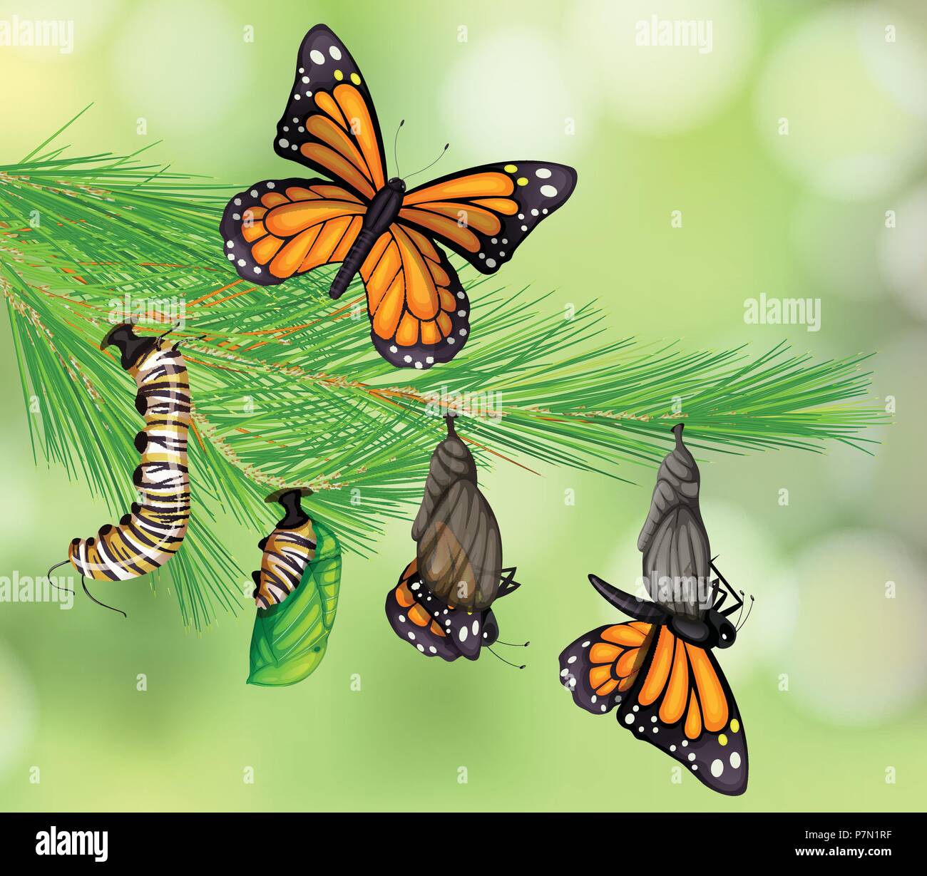 A Set of Butterfly Life Cycle illustration Stock Vector