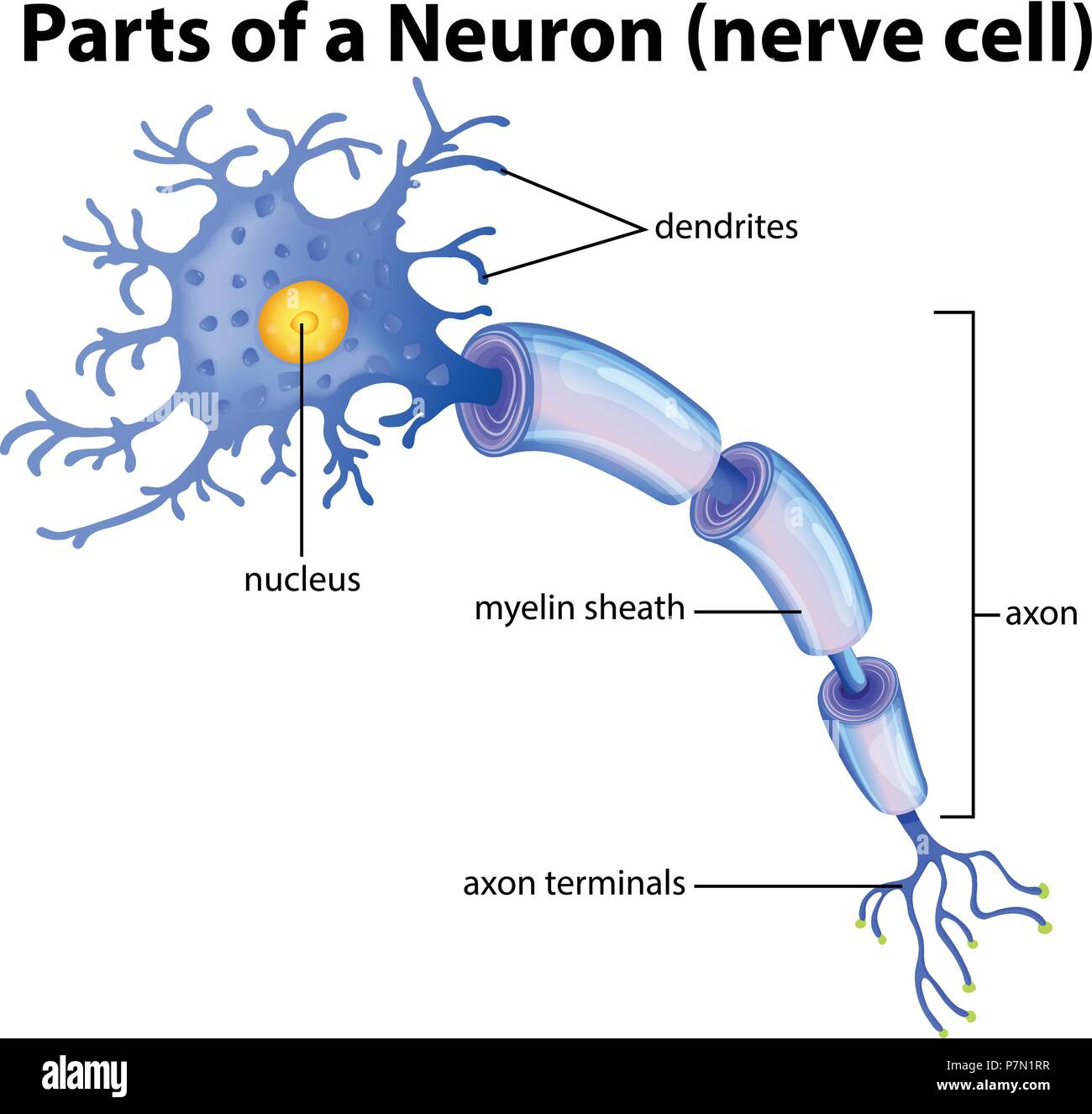 Axon terminals hi-res stock photography and images - Alamy