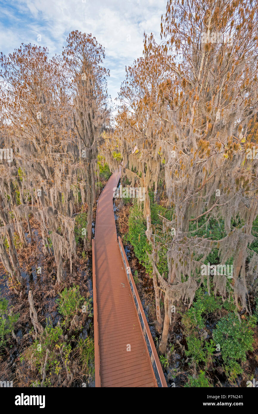 Aerial View of a Boardwalk Through a Cypress Swamp in the Okefenokee Swamp in Georgia Stock Photo