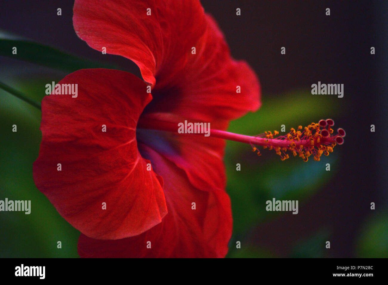 Hibiscus close hi-res stock photography and images - Alamy