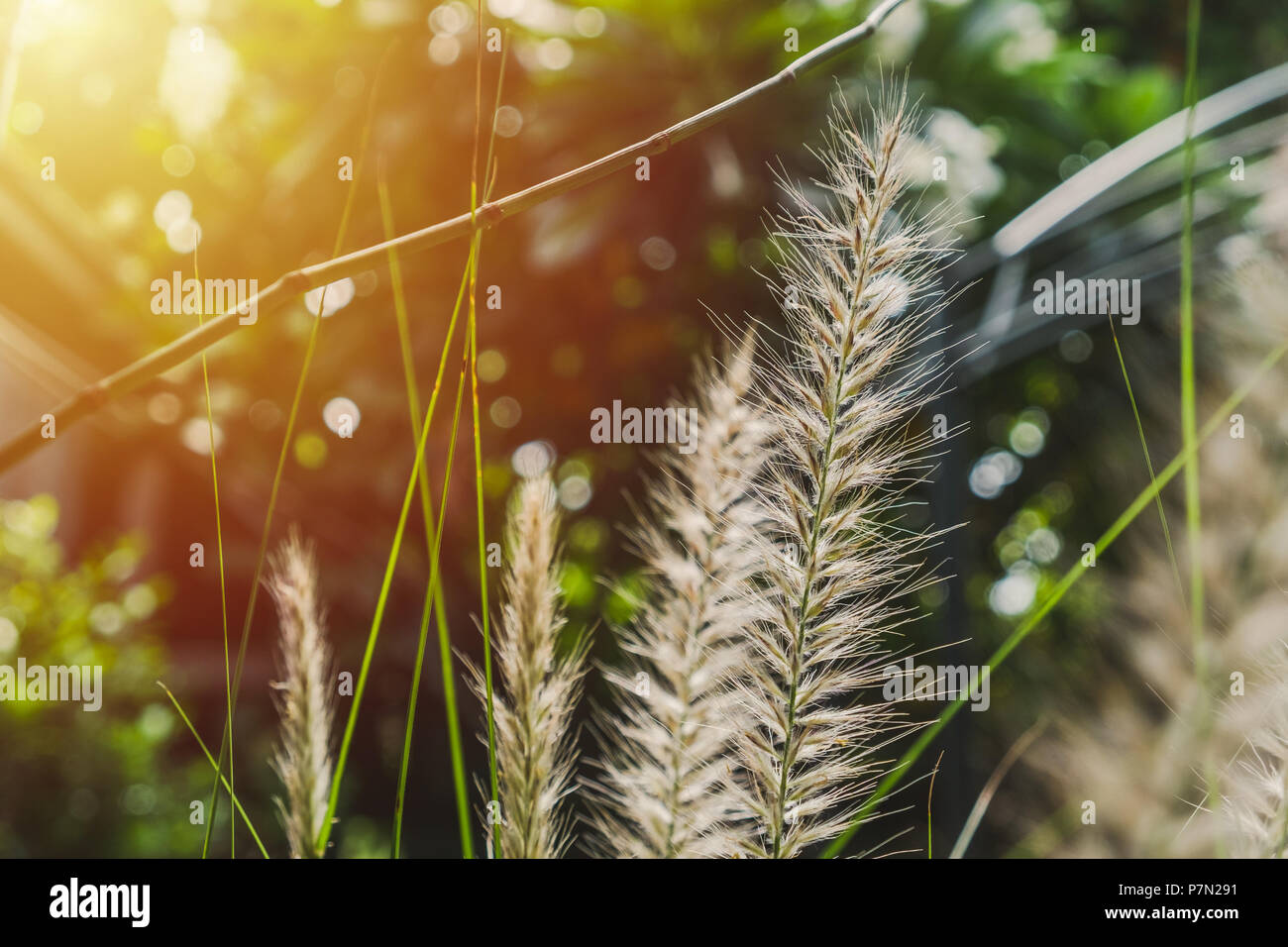 Fountain Grass with morning sun. Stock Photo