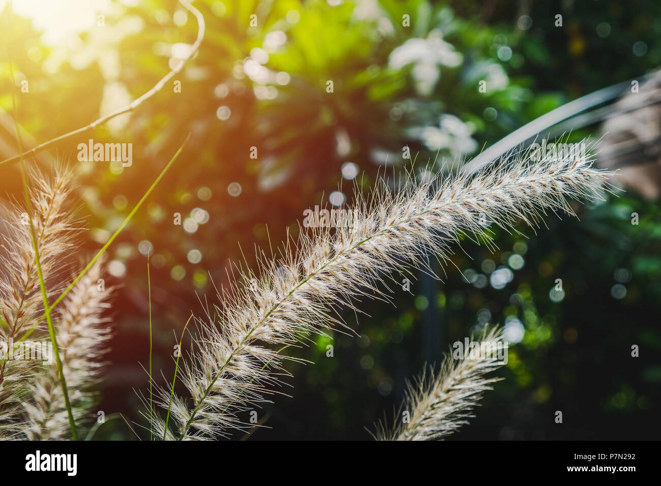 Fountain Grass with morning sun. Stock Photo