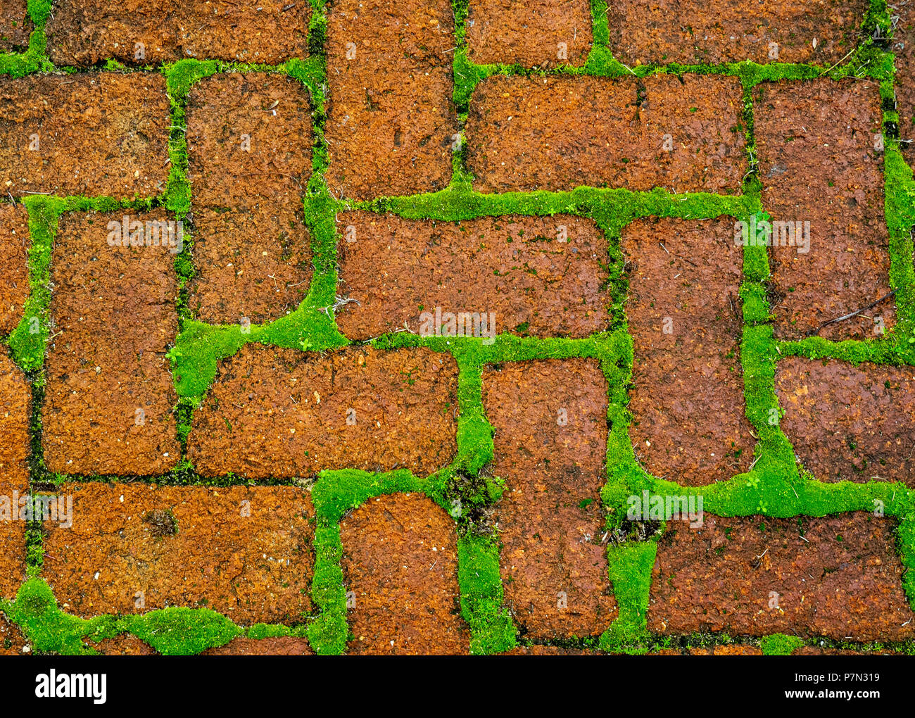 Moss growing between pavers hires stock photography and images Alamy