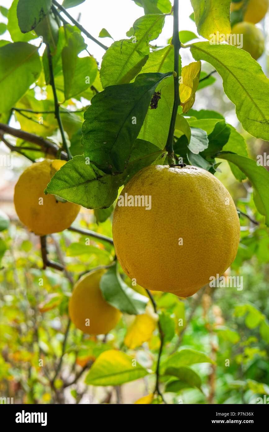 Lemons growing on a lemon tree Stock Photo Alamy