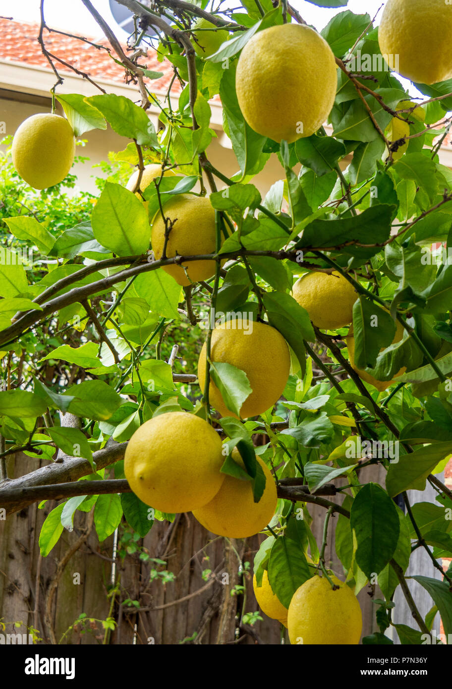 Lemons growing on a lemon tree Stock Photo Alamy