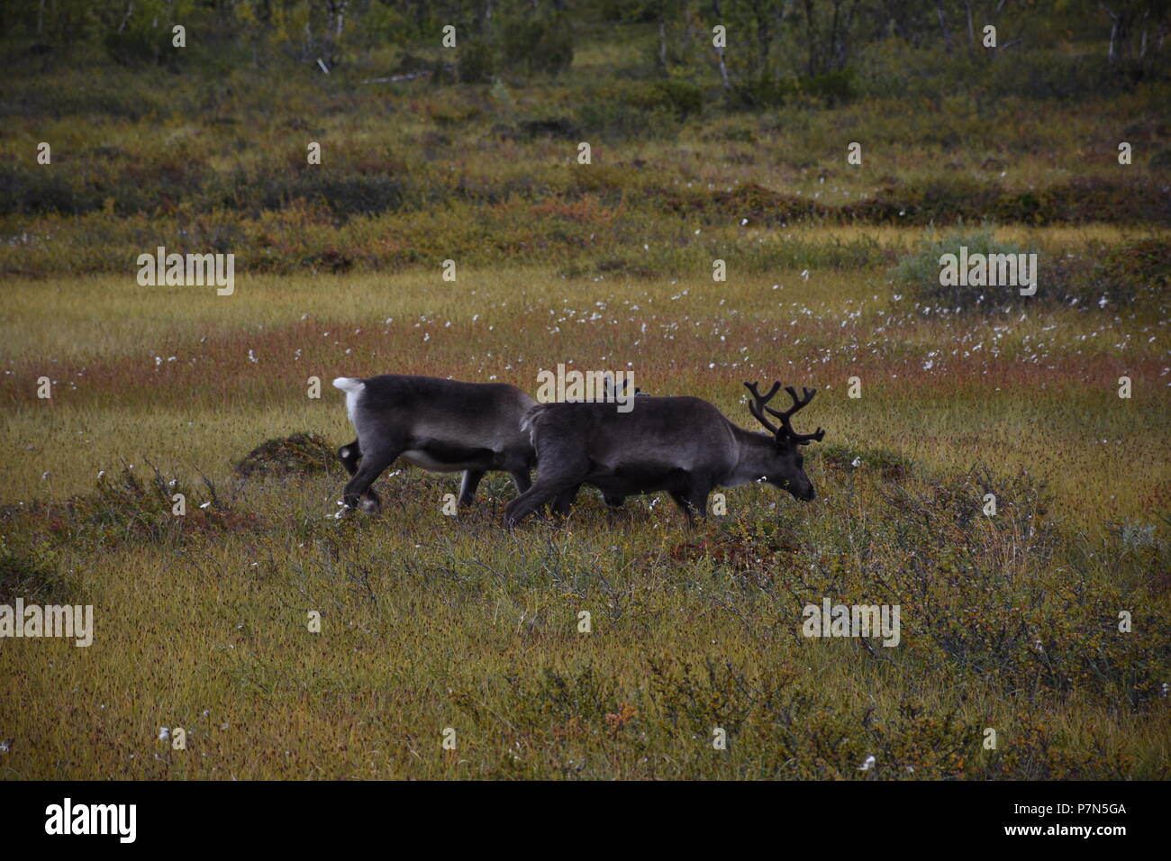 Norwegen, Finnmark, Lappland, Tundra, Weide, Ren, Rentier, Herde, Rentierherde, Natur, Wildnis, Geweih, Achtung, scheu, zutraulich, Straße, 93, Kautok Stock Photo