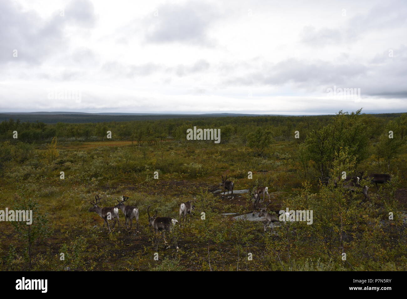 Norwegen, Finnmark, Lappland, Tundra, Weide, Ren, Rentier, Herde, Rentierherde, Natur, Wildnis, Geweih, Achtung, scheu, zutraulich, Straße, 93, Kautok Stock Photo