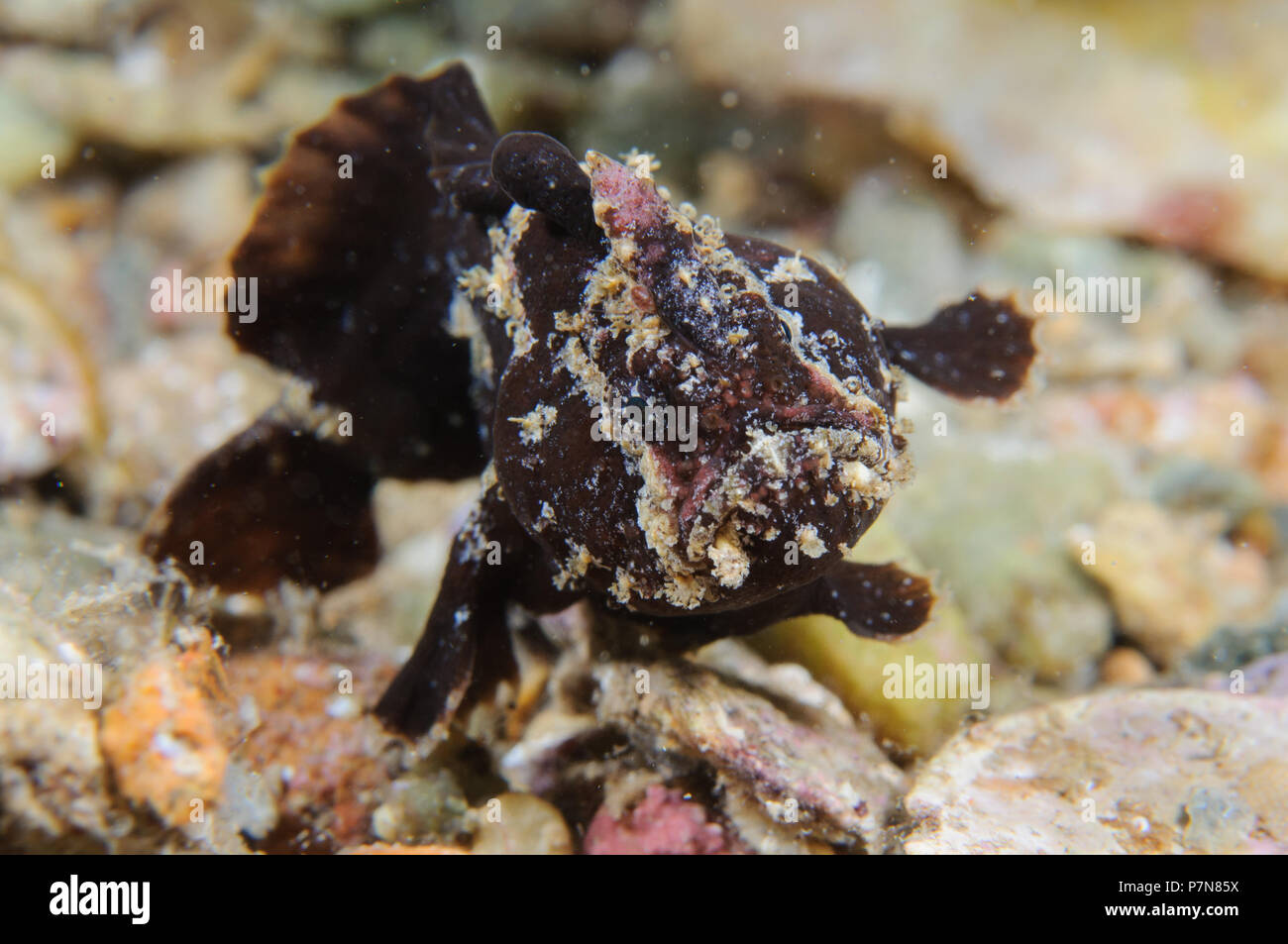 A Tiny Anglerfish waddles forward Stock Photo