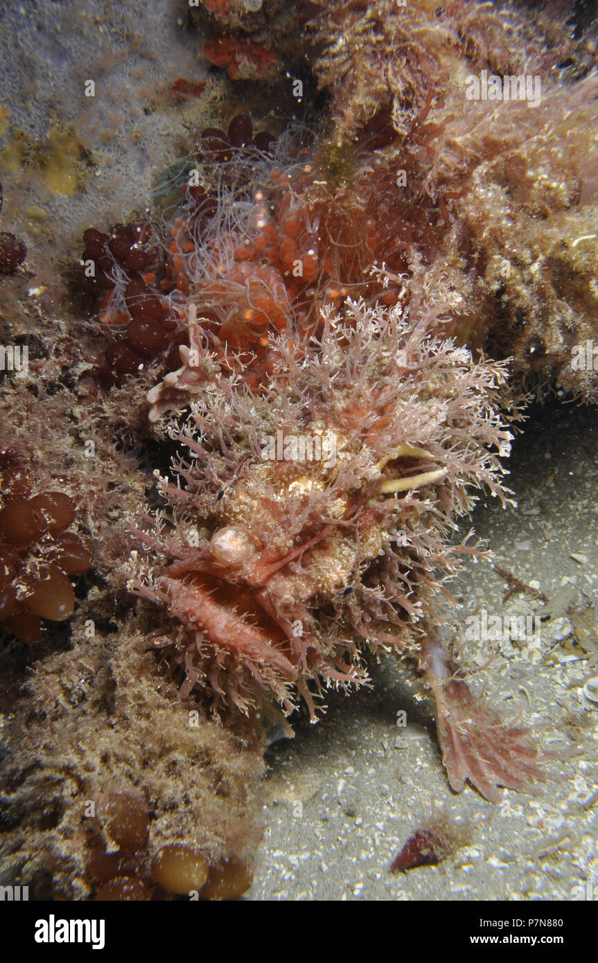 Tasselled Anglerfish with eggs Stock Photo