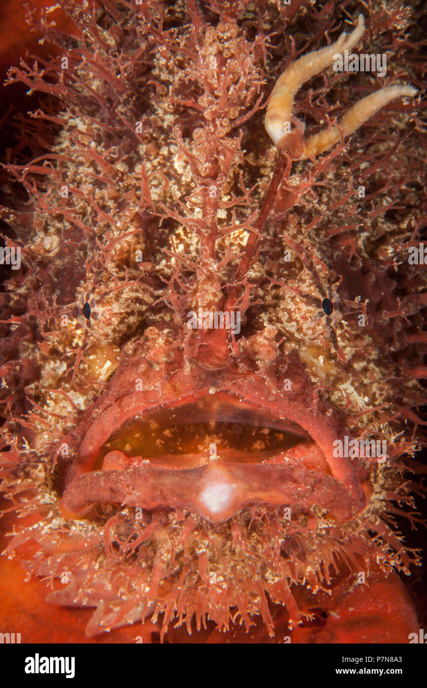 Tasselled Anglerfish Face Stock Photo