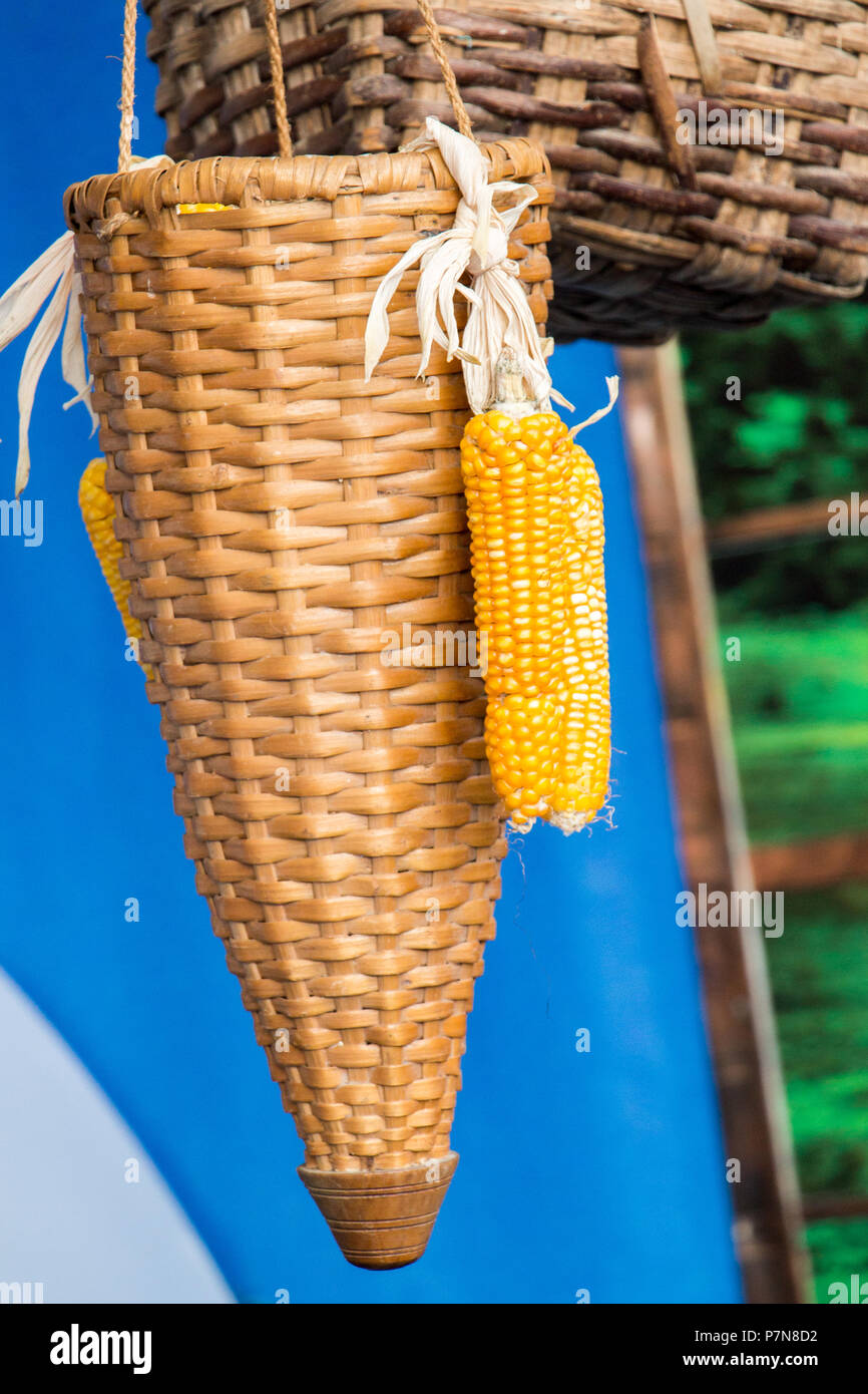 Dry corn on the cob kernels are peeled Stock Photo Alamy