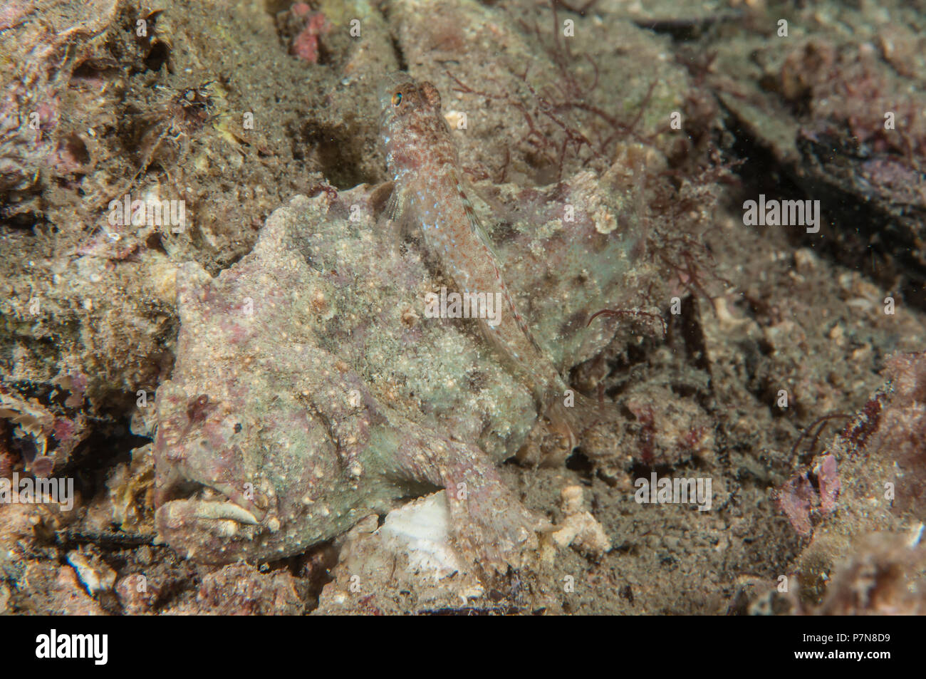 A Sand Goby completely unaware it is on top of its predator. Stock Photo