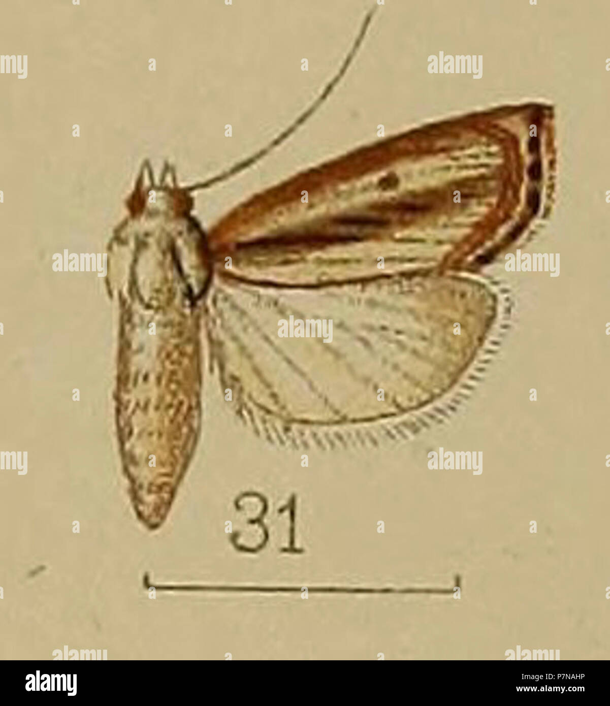 31-Crambus neurigrammalis=Calamotropha neurigrammalis (Hampson 1912). Stock Photo