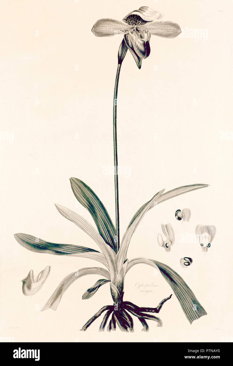32 Cypripedium insigne - John Lindley - Collectanea botanica (1821). Stock Photo