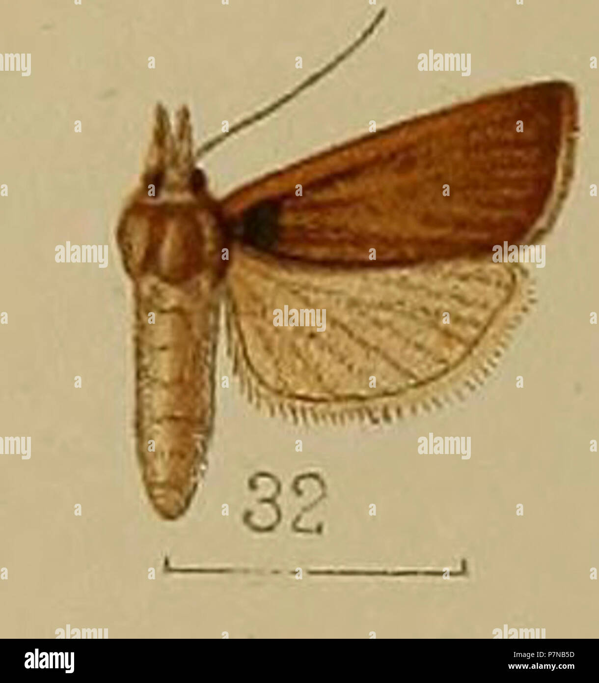 32-Crambus albiceps=Pseudocatharylla albiceps (Hampson 1912). Stock Photo