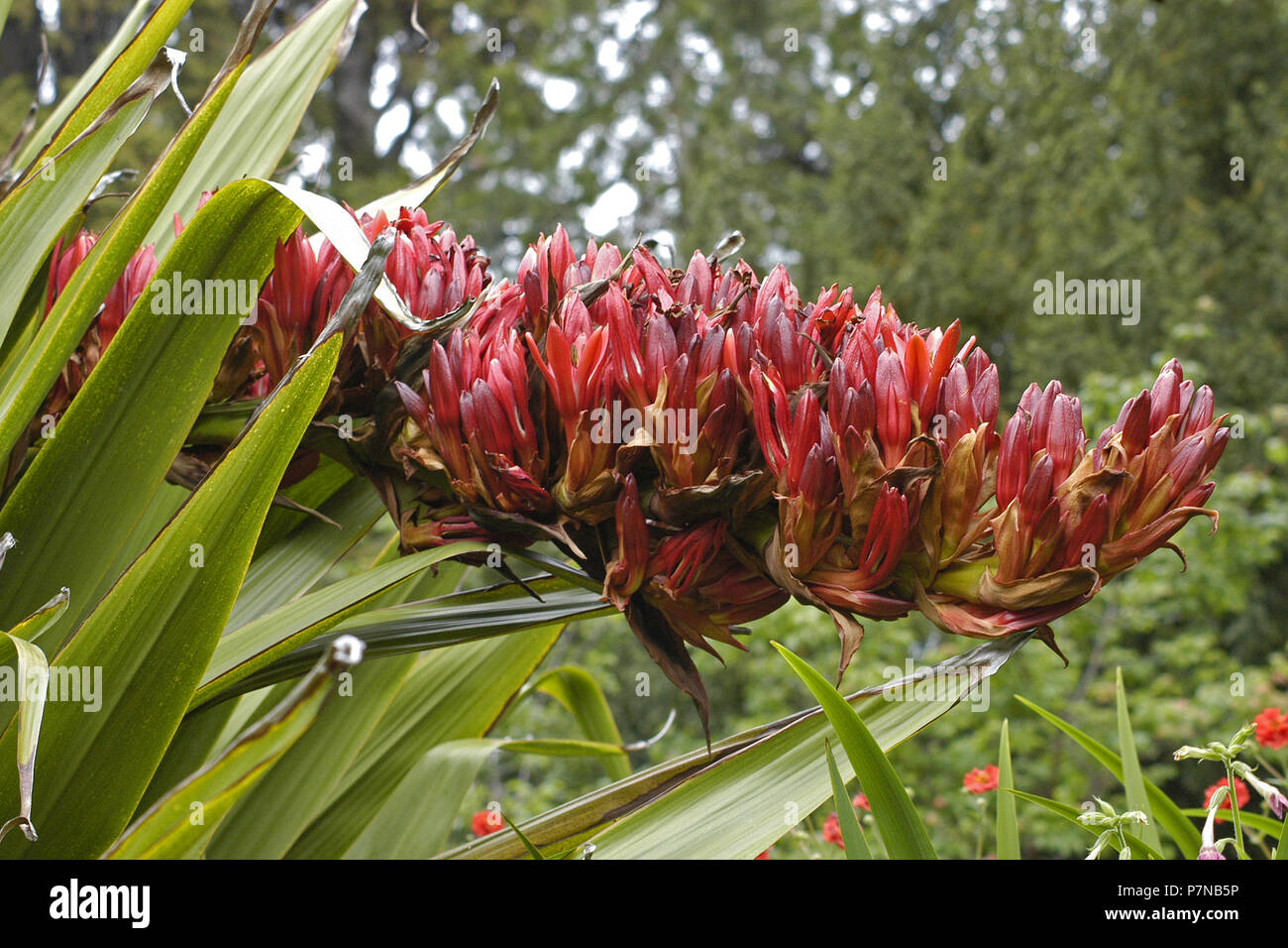 Doryanthes palmeri, commonly called the giant spear lily, Shoal Bay area, New South Wales, Australia Stock Photo