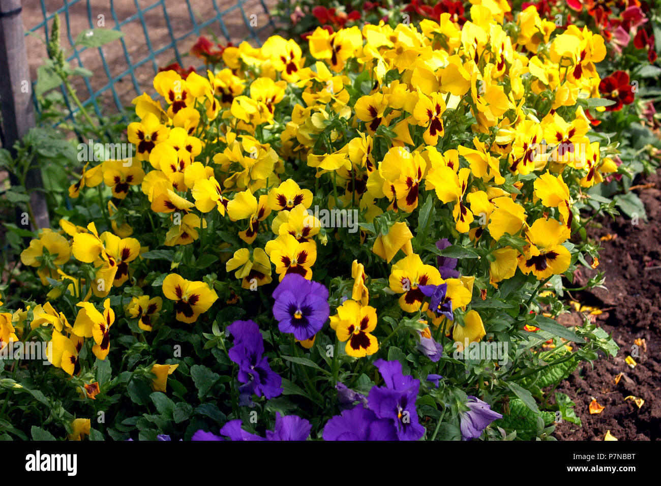 GARDEN BED OF YELLOW PANSIES (VIOLA) Stock Photo