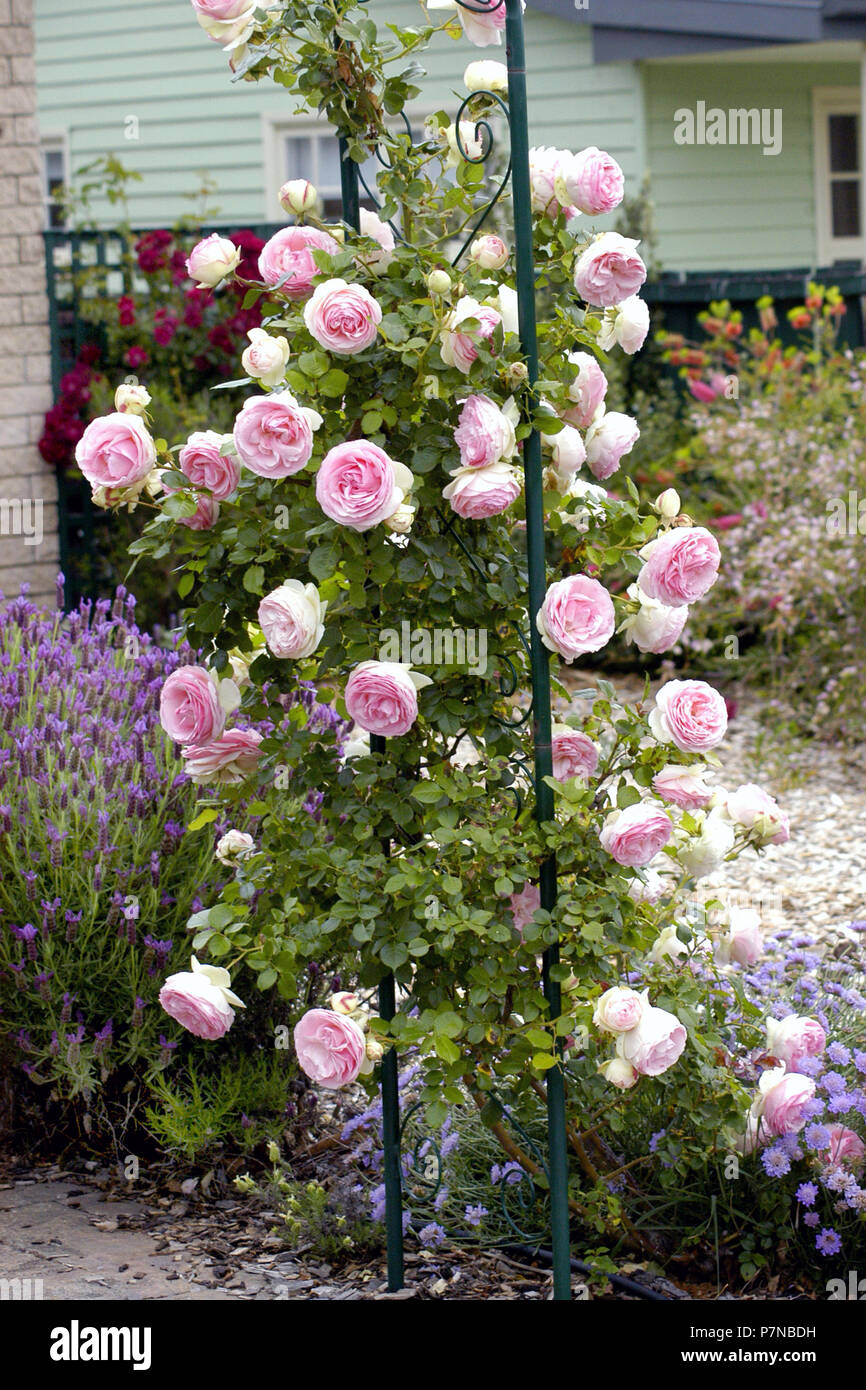 Pink climbing rose growing over metal garden arch, New South Wales, Australia Stock Photo