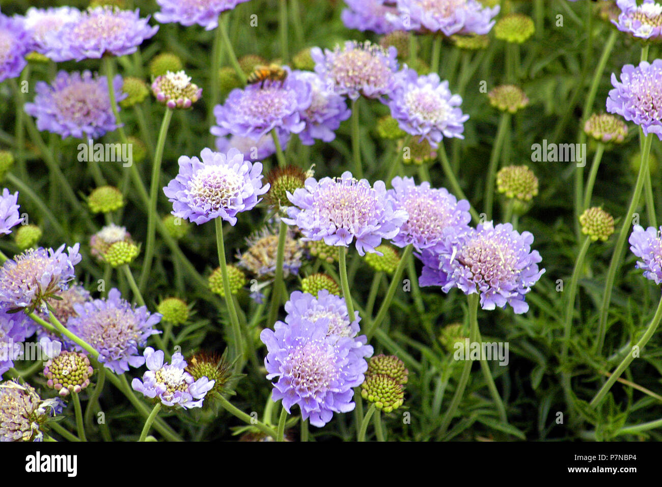 Pincushion flowers (Scabiosa triandra) New South Wales, Australia Stock