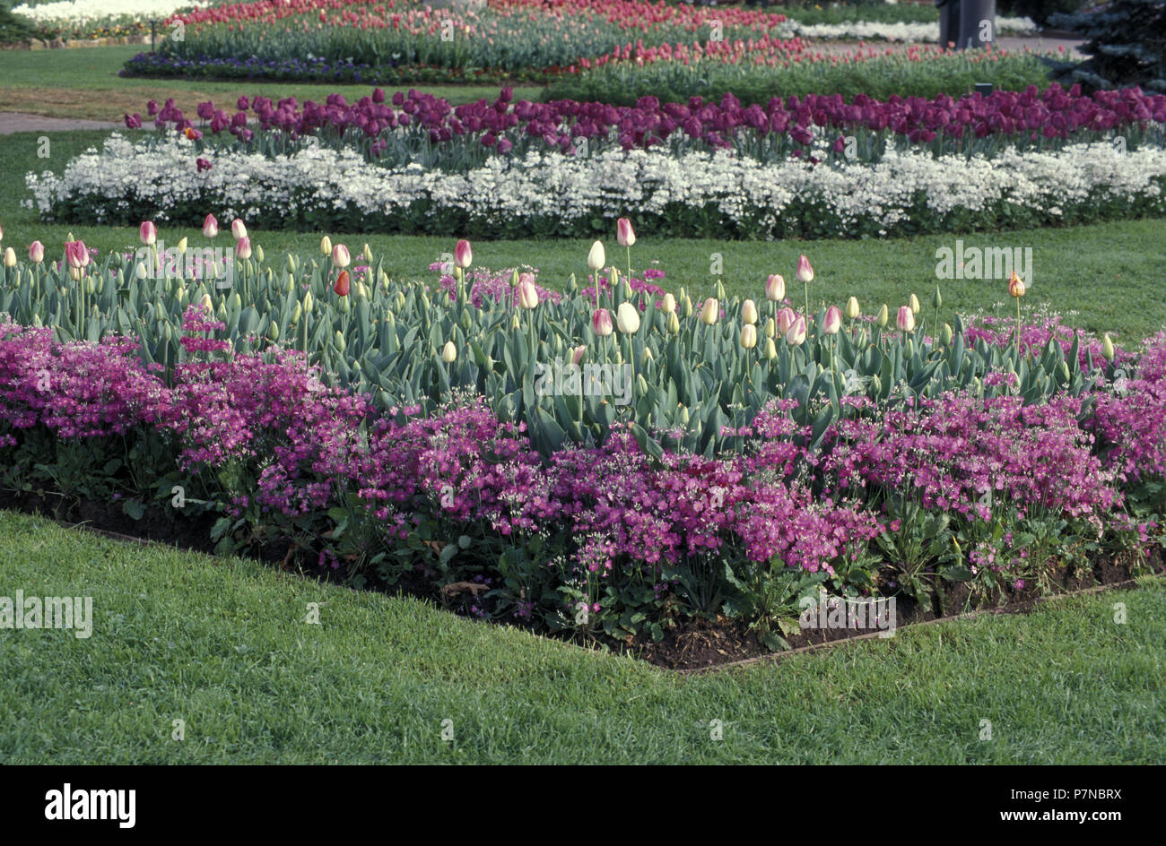 Garden beds of Tulips (Tulipa) and pink and white Primula flowers, New South Wales, Australia Stock Photo