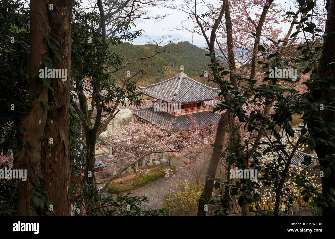 Minamihokkeji Temple viewed through trees in early morning on Tsubosakayama Stock Photo