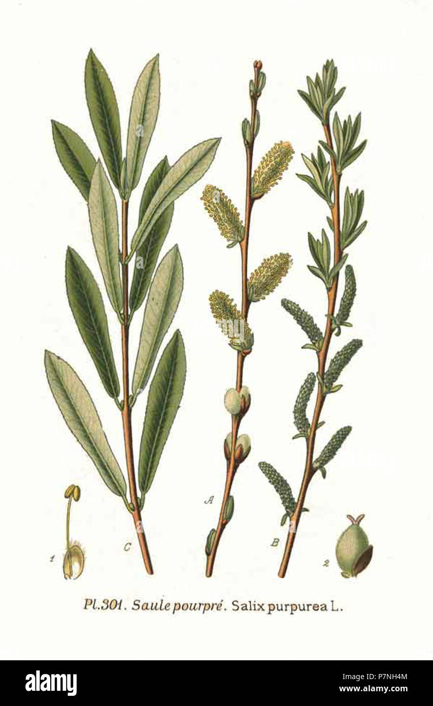 301 Salix purpurea L. Stock Photo