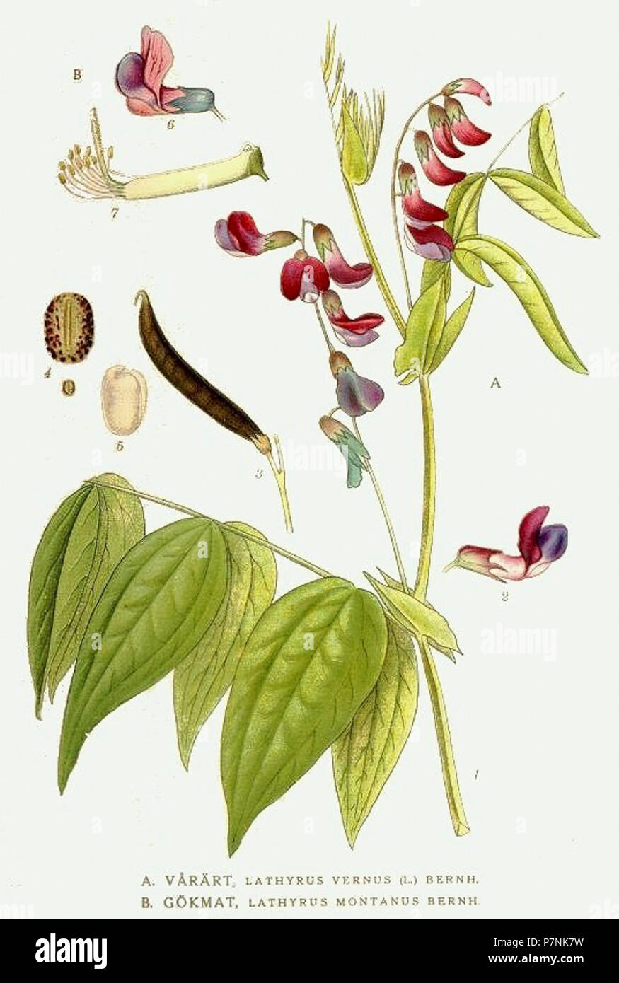 315 Lathyrus montanus, Lathyrus vernus. Stock Photo