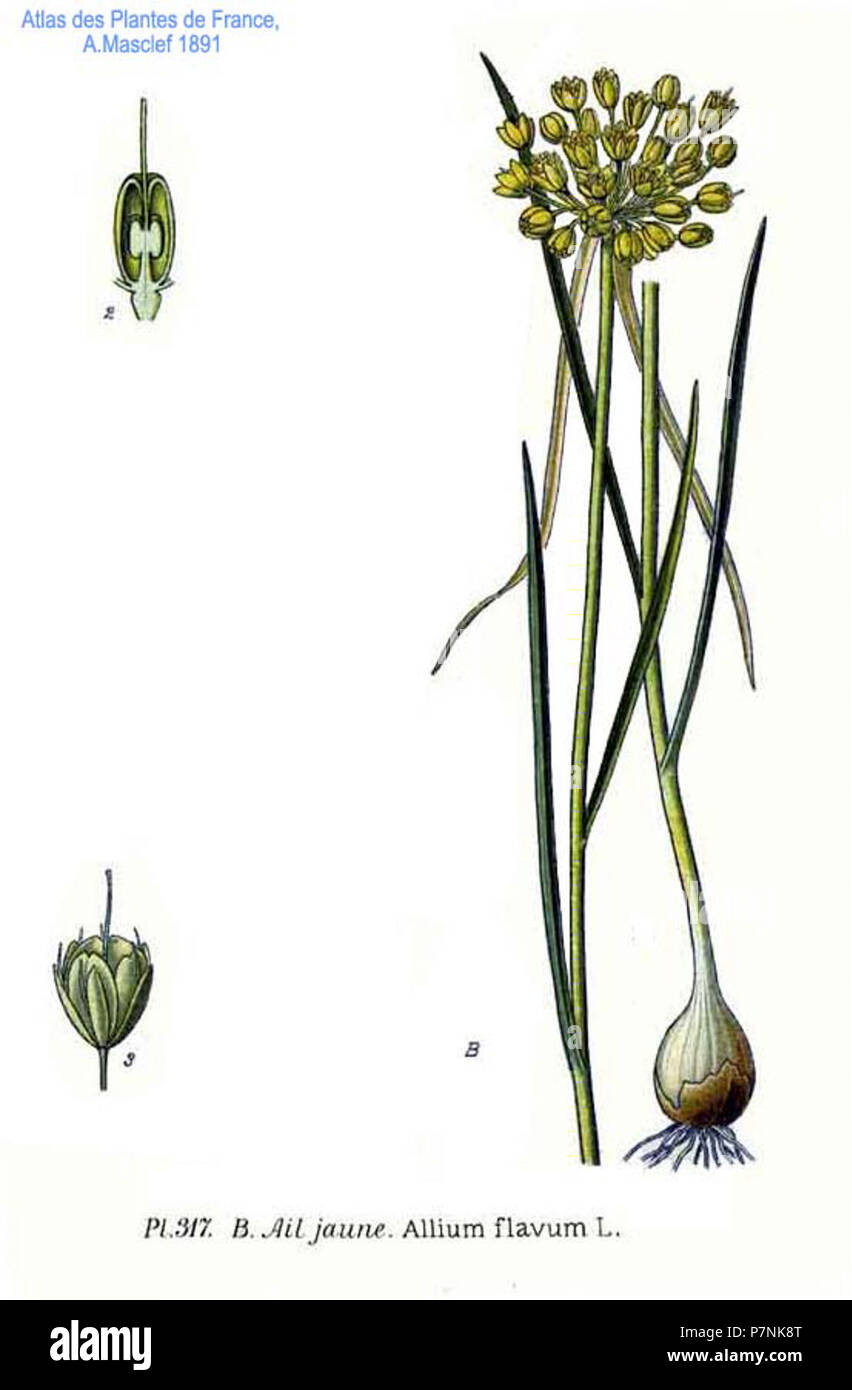 317 Allium flavum L. Stock Photo