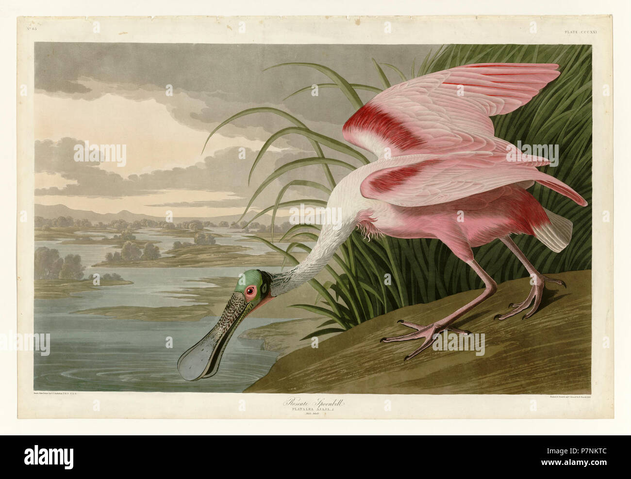 Spoonbill picture hi-res stock photography and images - Alamy