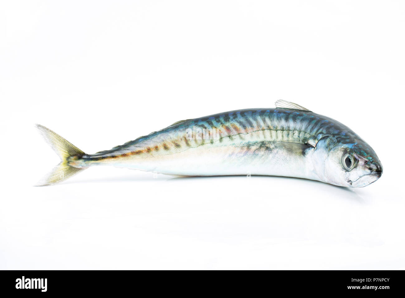 A single raw mackerel, Scomber scombrus, caught on rod and line in the English Channel. Mackerel are a source of Omega 3 fish oils. They can be caught Stock Photo