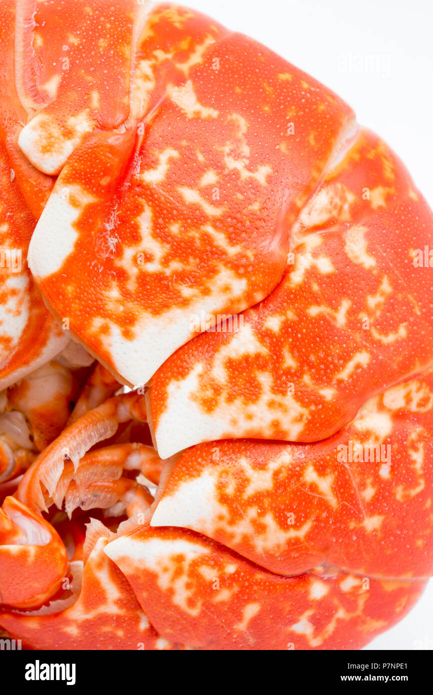 A  boiled, cooked lobster, Homarus gammarus,  from the English Channel that has been caught in a pot. Photograph shows detail of colours and armour pl Stock Photo