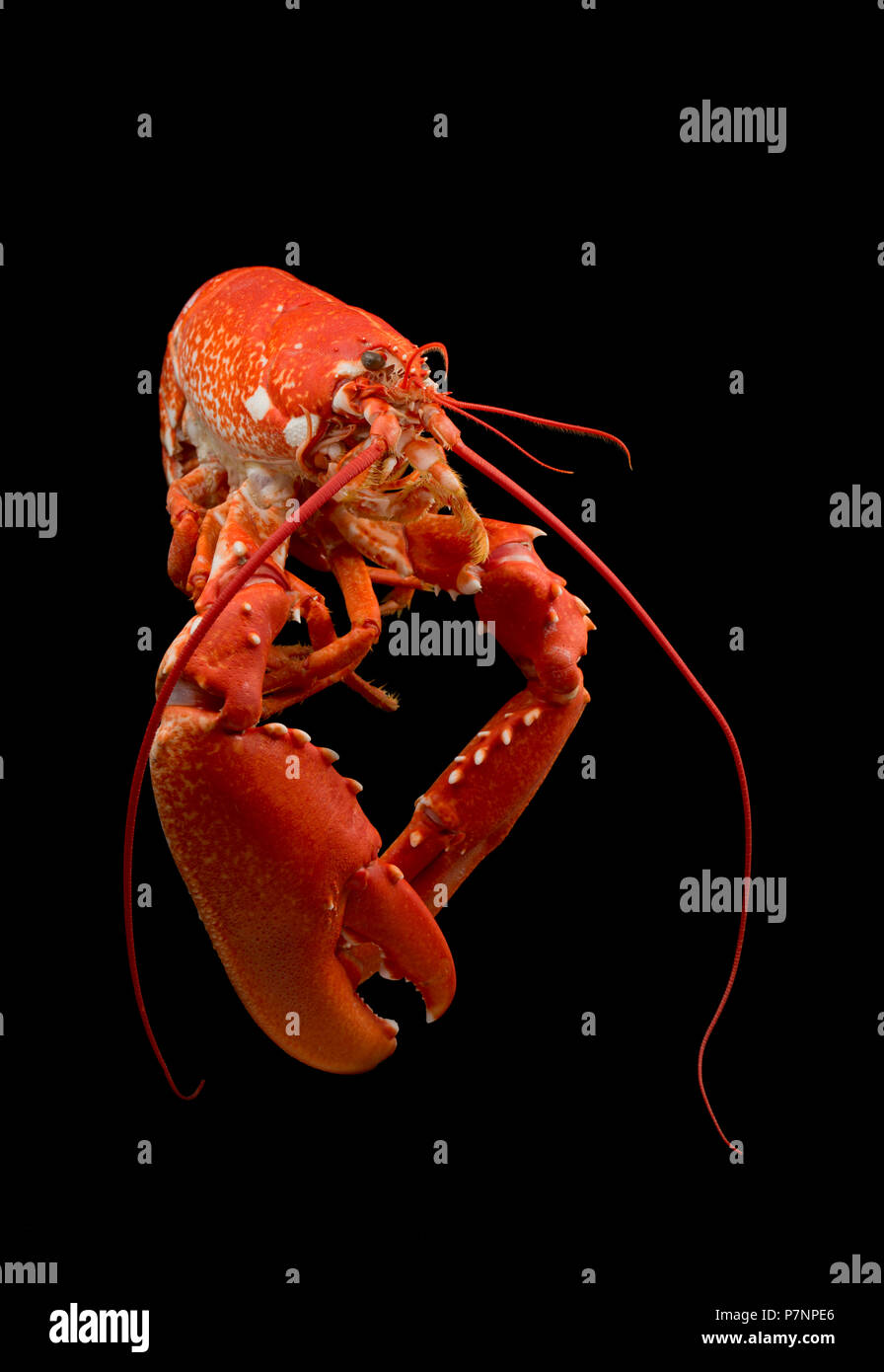 A boiled, cooked lobster, Homarus gammarus,  from the English Channel that has been caught in a pot. The right hand claw of a lobster is for crushing  Stock Photo