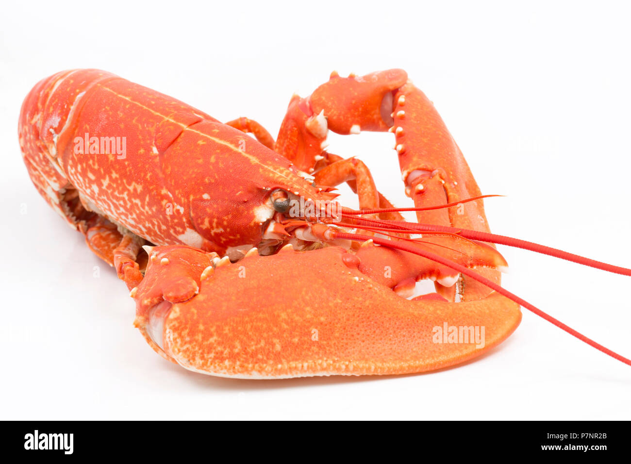 A boiled, cooked lobster, Homarus gammarus,  from the English Channel that has been caught in a pot. Photographed on a white background. Dorset Englan Stock Photo