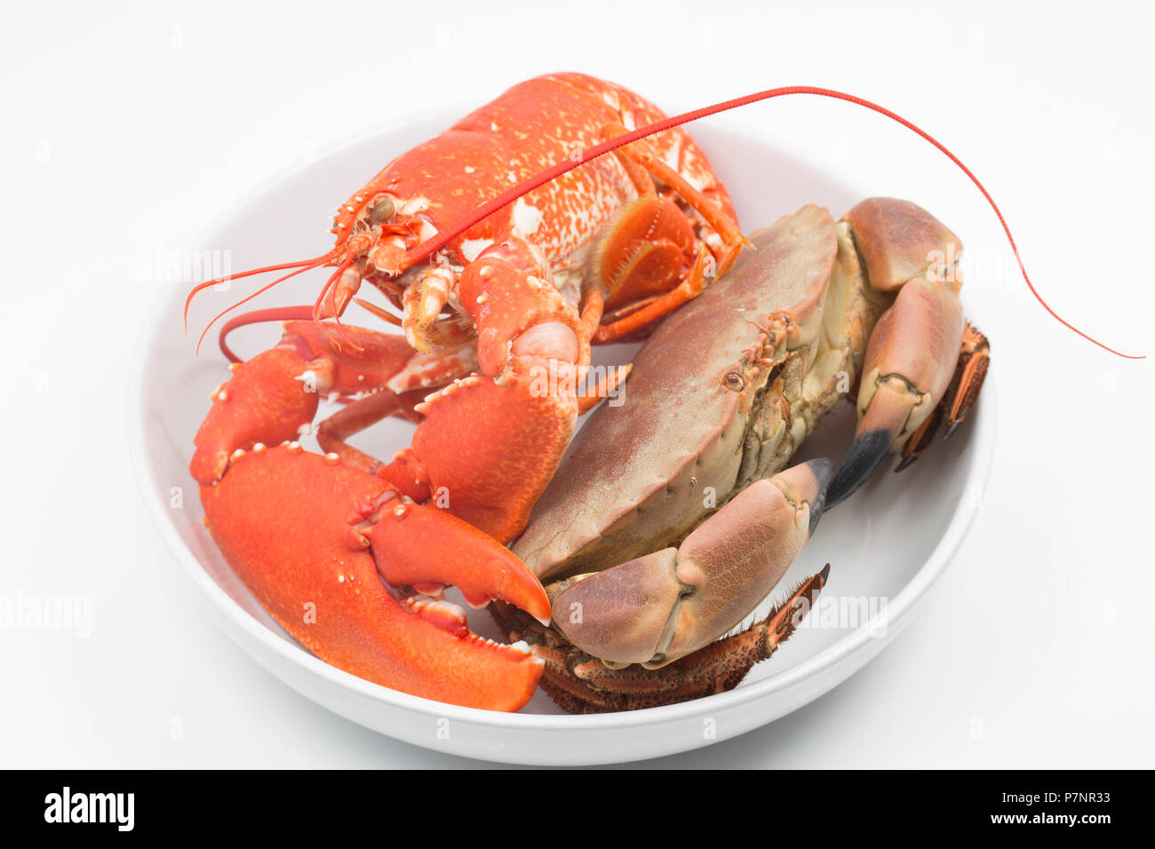A boiled, cooked lobster, Homarus gammarus, and a boiled, cooked edible crab, Cancer pagurus, from the English Channel that have been caught in a pot. Stock Photo