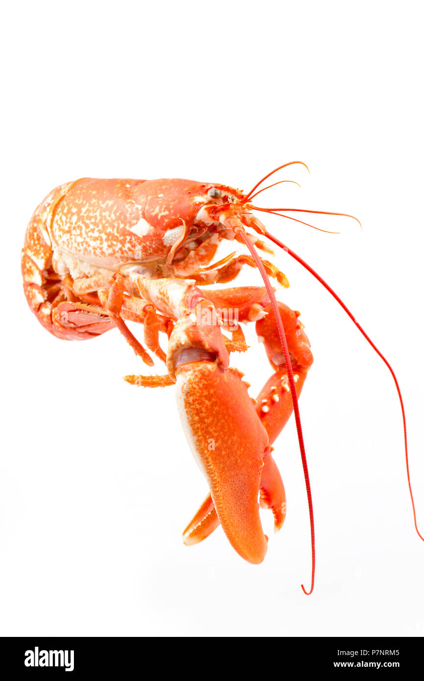 A boiled, cooked lobster, Homarus gammarus,  from the English Channel that has been caught in a pot. Photographed on a white background. Dorset Englan Stock Photo