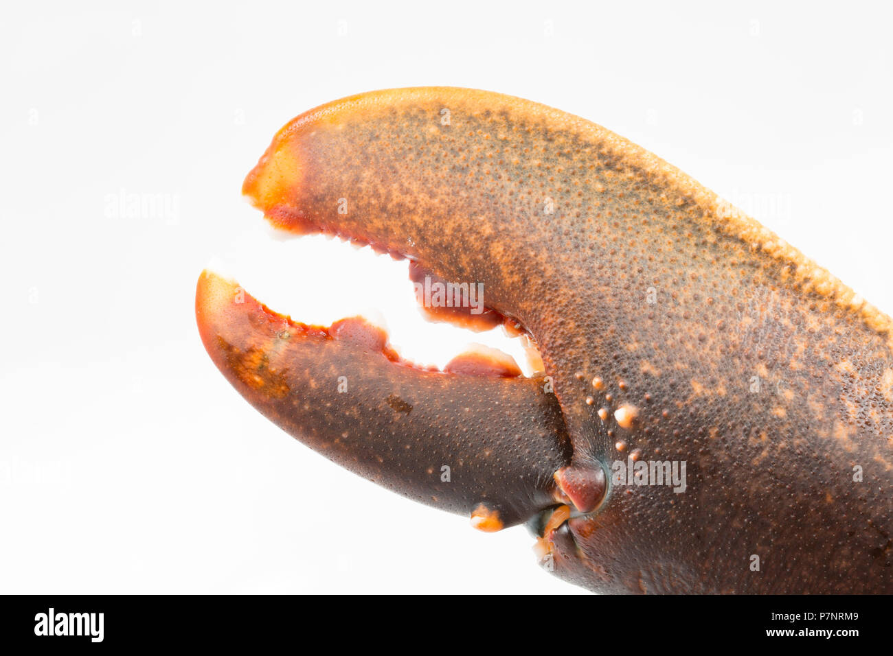 An uncooked lobster, Homarus gammarus, from the English Channel that has been caught in a pot. Picture shows the right hand claw that is used for crus Stock Photo