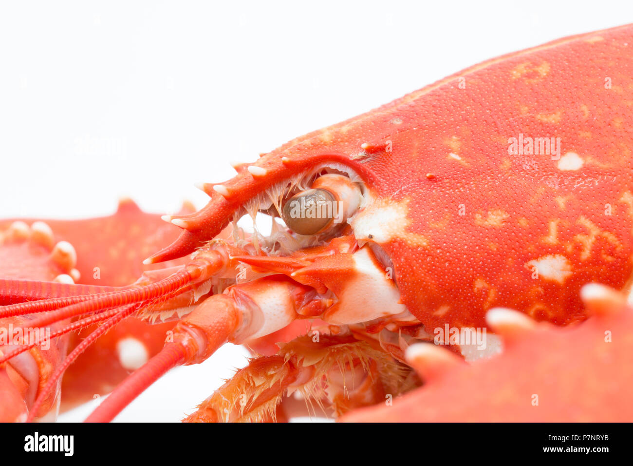 A boiled,  cooked lobster, Homarus gammarus,  from the English Channel that has been caught in a pot. Picture shows side profile of head end Dorset En Stock Photo