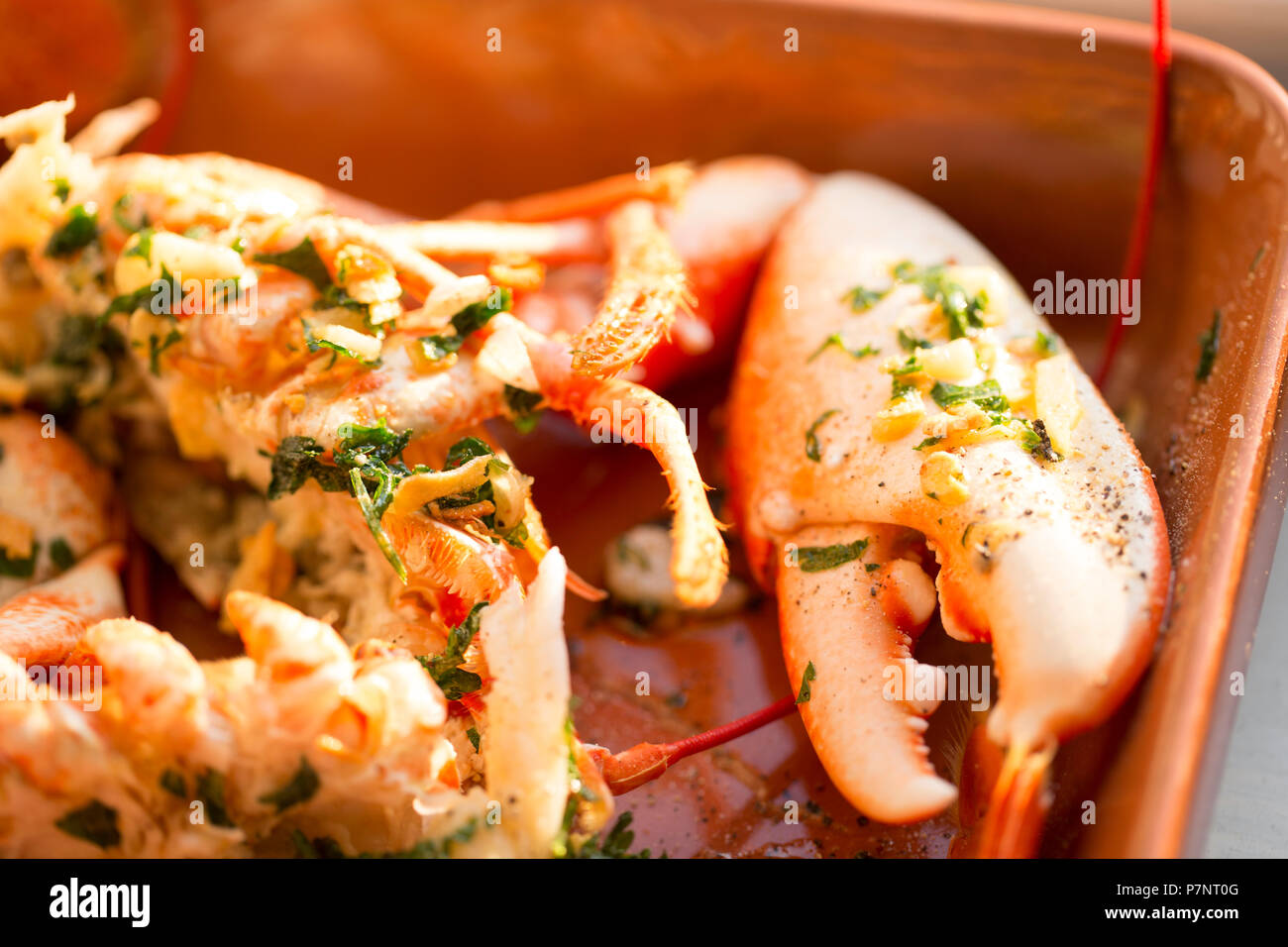 A boiled, cooked lobster, Homarus gammarus,  from the English Channel that has been caught in a pot. The lobster has been split after cooking and driz Stock Photo