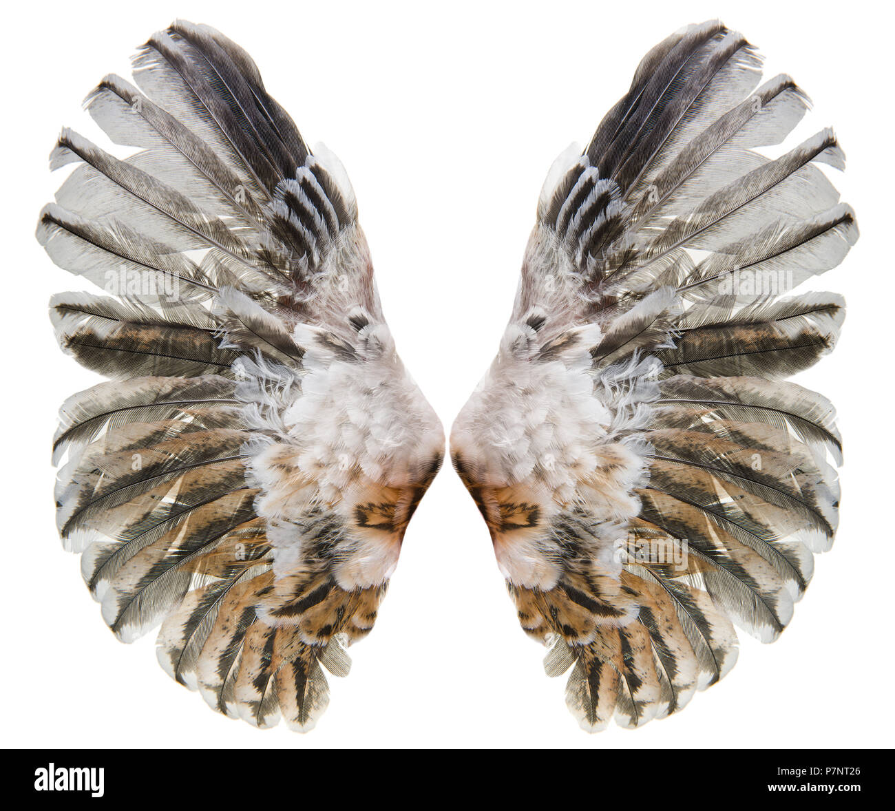 two  spread wing of bird,  on white background, isolated Stock Photo