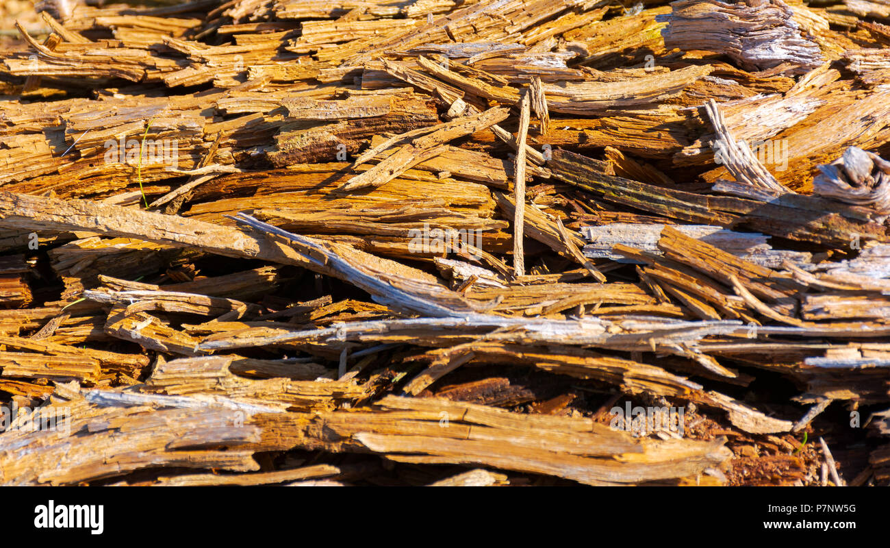 texture of moldering wood log. Old grungy and weathered brown wooden surface background Stock Photo