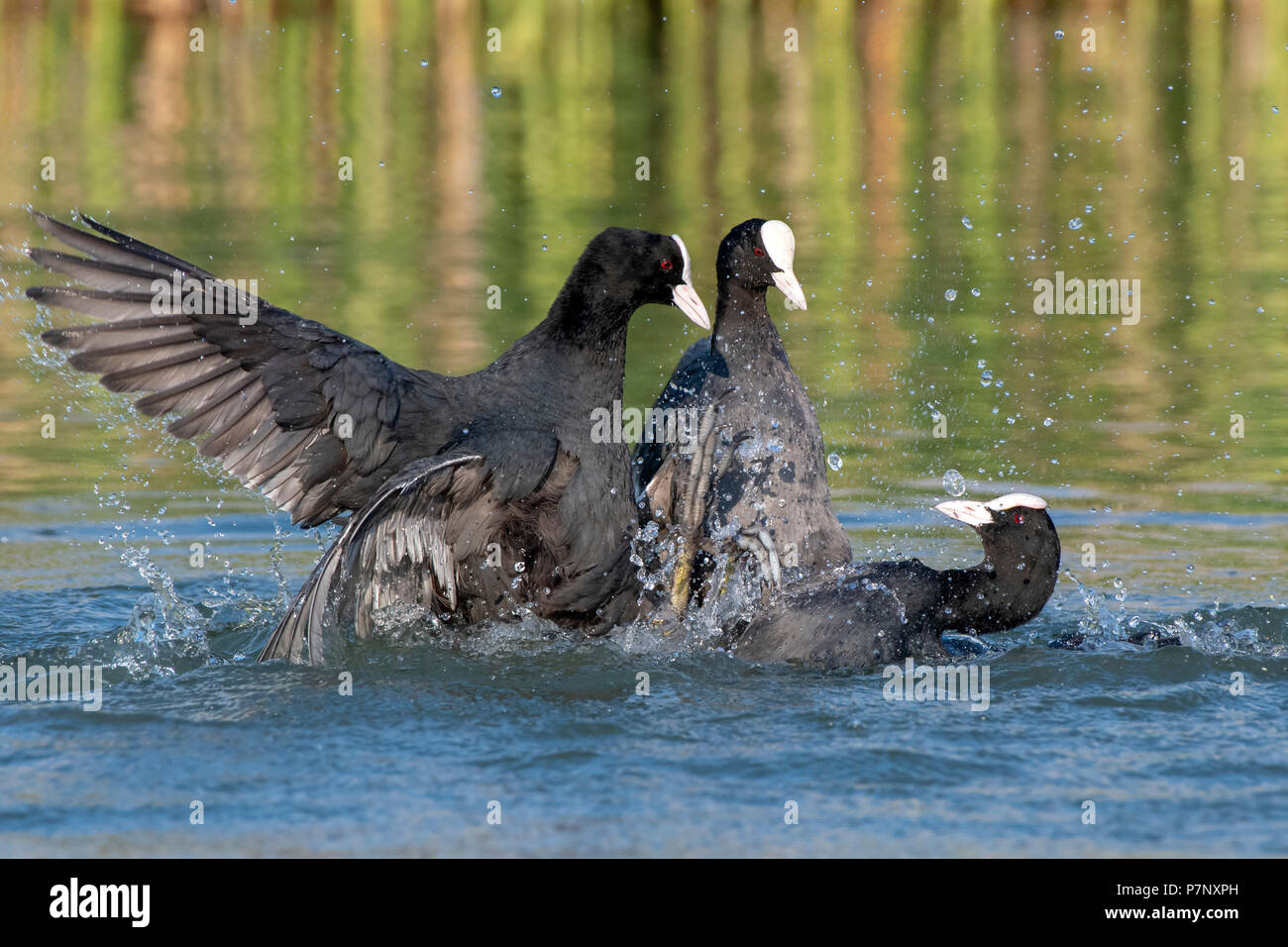 Common coots (Fulica atra) fighting during courtship season for a territory, Lake Constance, Vorarlberg, Austria Stock Photo