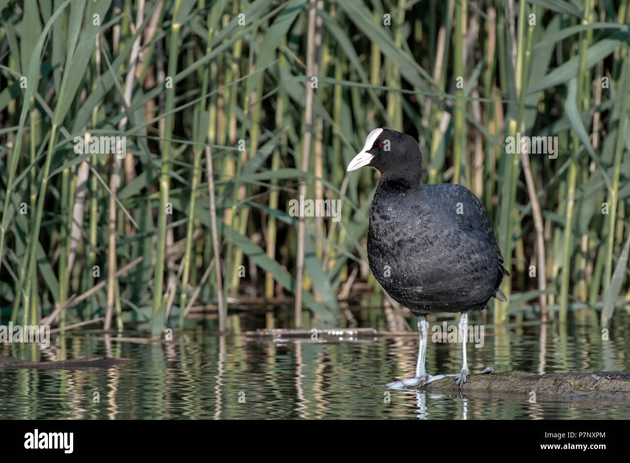 Common coot (Fulica atra) standing on a driftwood in the water, Lake Constance, Vorarlberg, Austria Stock Photo