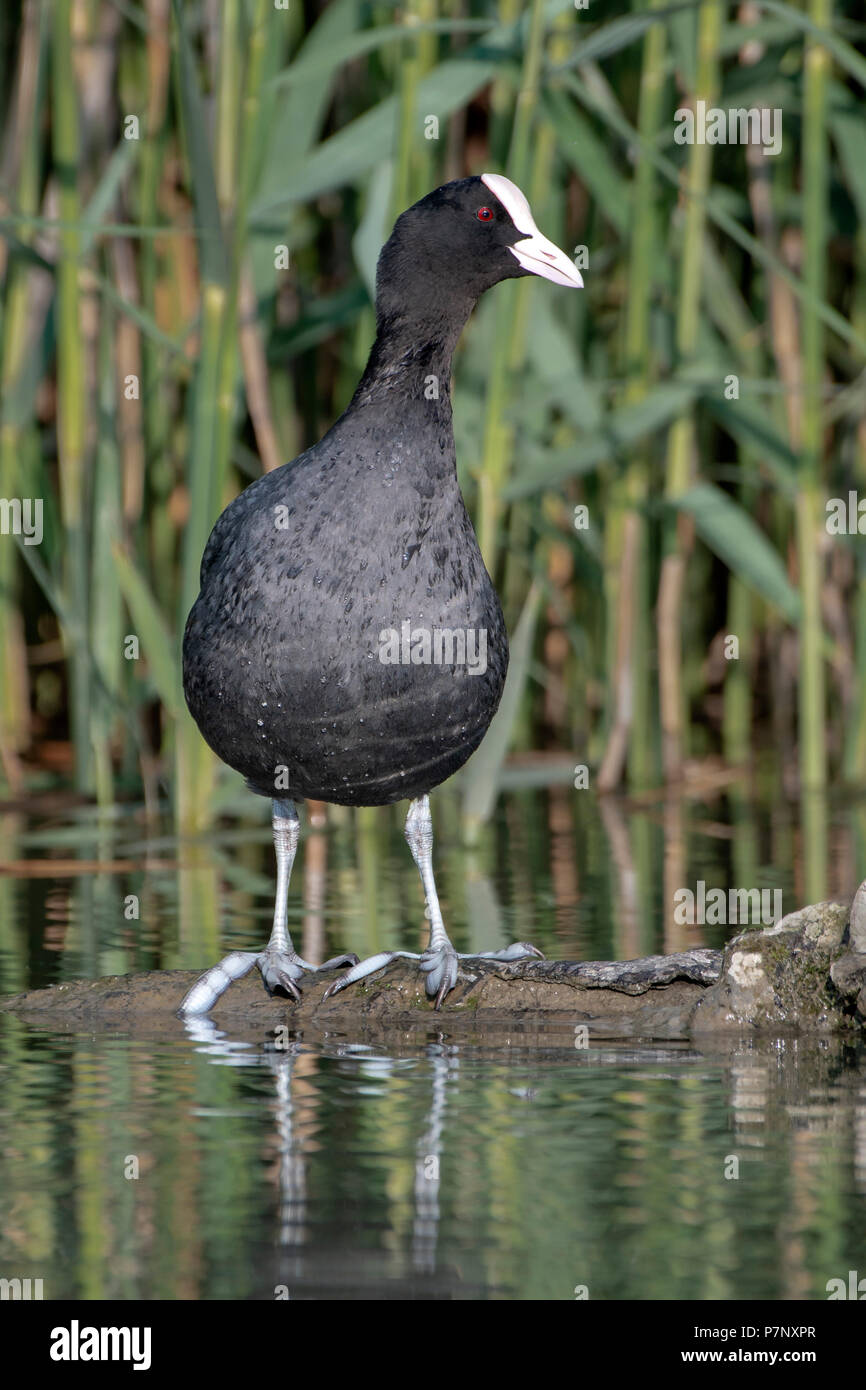 Common coot (Fulica atra) standing on a driftwood in the water, Lake Constance, Vorarlberg, Austria Stock Photo