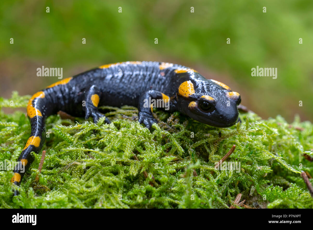 Fire salamander (Salamandra salamandra) on a mossy tree trunk, Burgenland, Austria Stock Photo