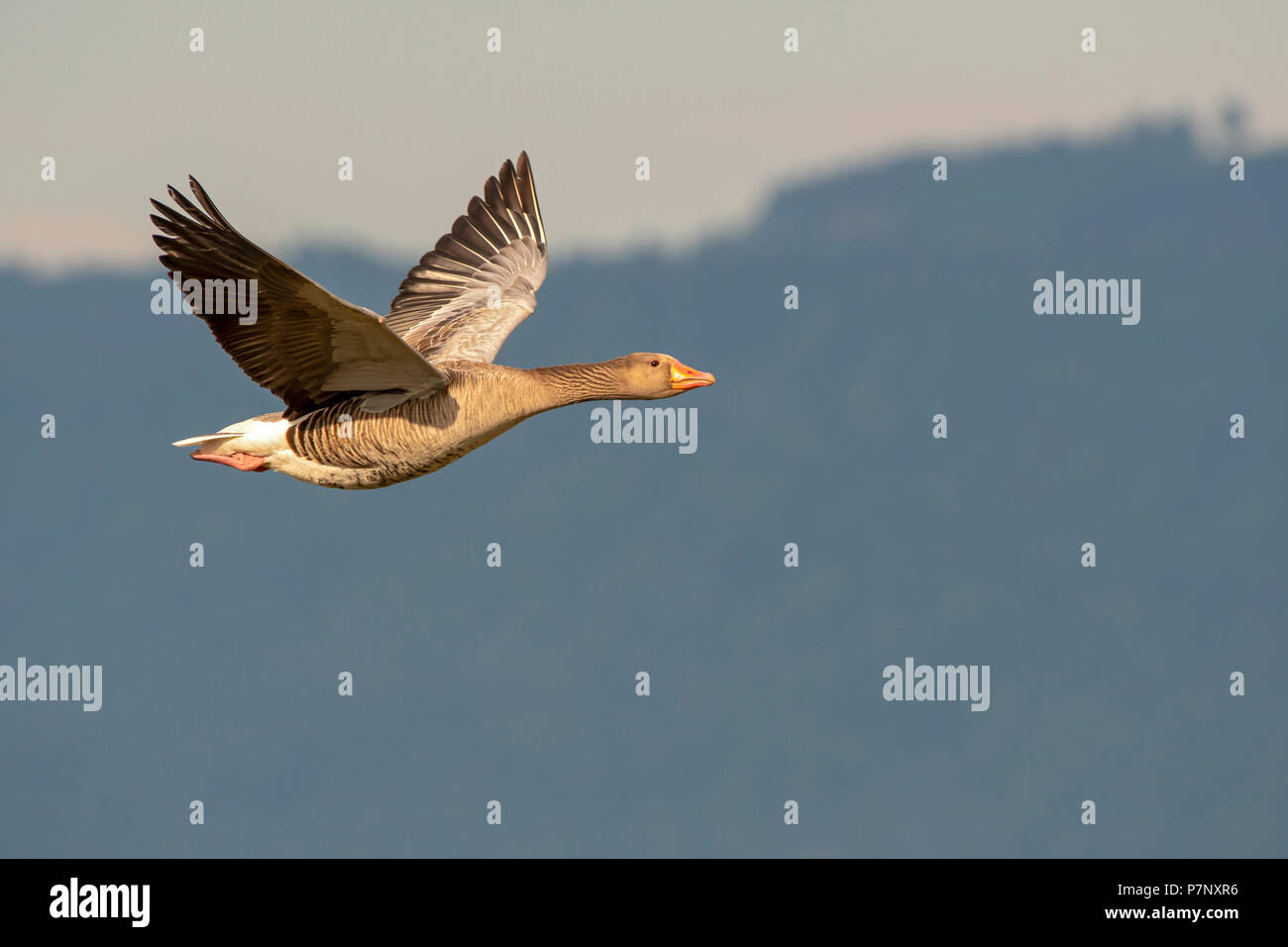 Greylag goose (Anser anser) in flight, Vorarlberg, Austria Stock Photo
