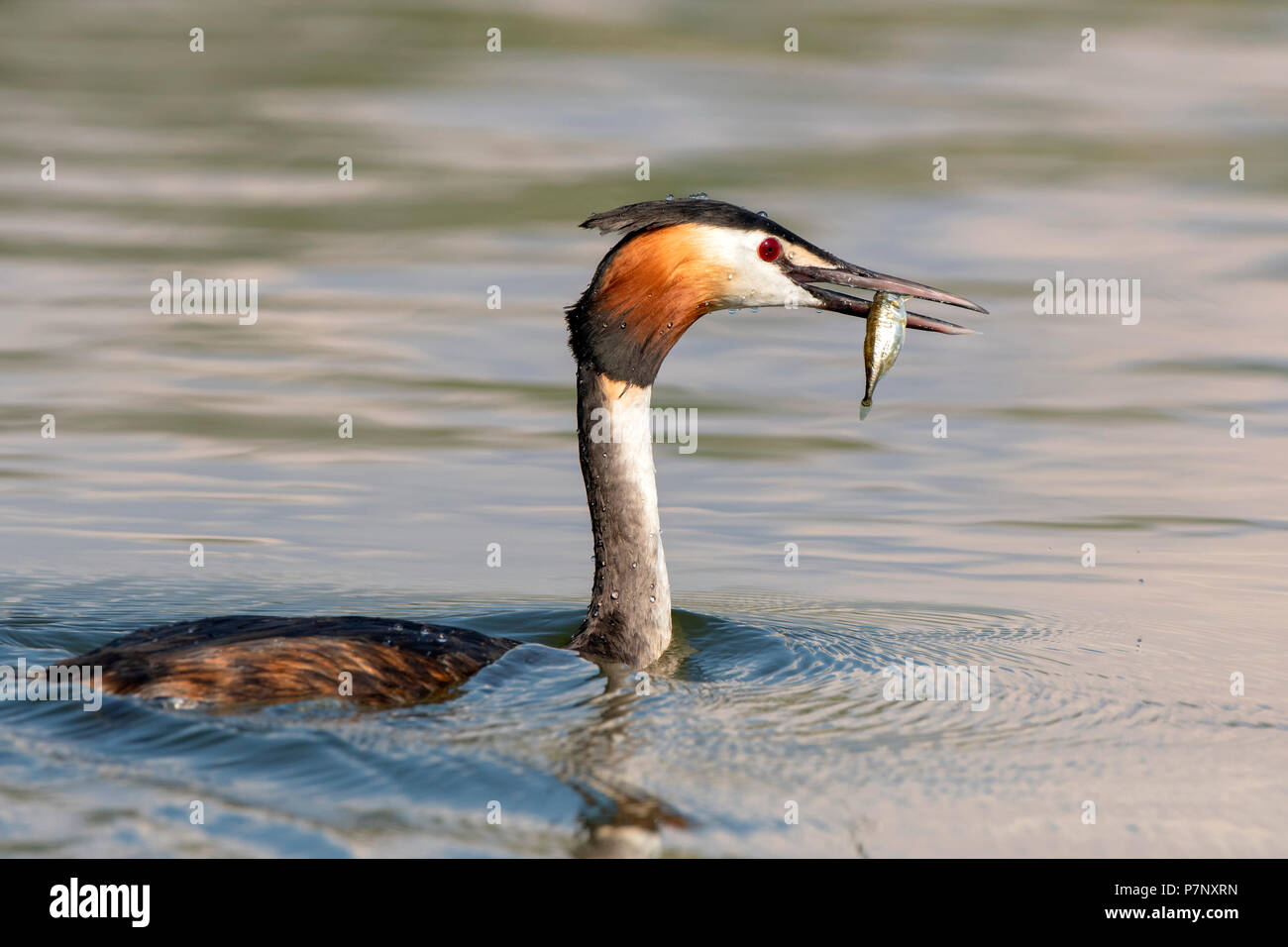 Great crested grebe (Podiceps cristatus) swimming in water with captured fish in its beak, Lake Constance, Vorarlberg, Austria Stock Photo