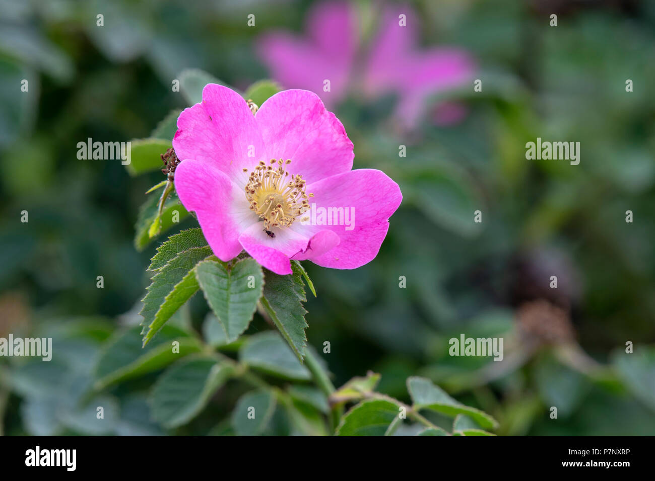 Pink flowering Dog rose (Rosa), Burgenland, Austria Stock Photo