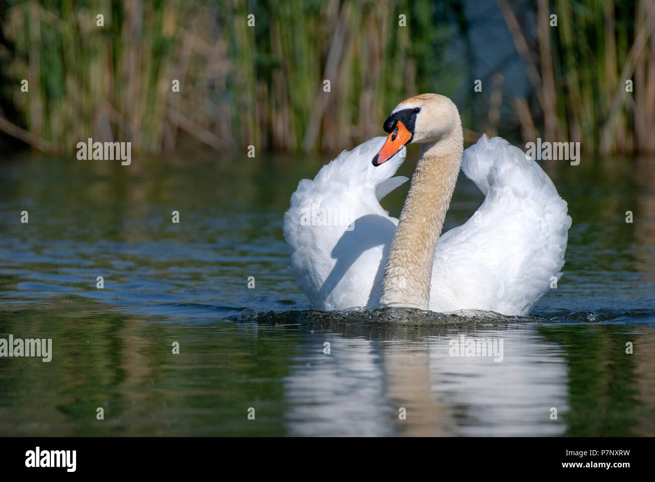 Mute swan (Cygnus olor), male swimming in water, Lake Constance, Vorarlberg, Austria Stock Photo