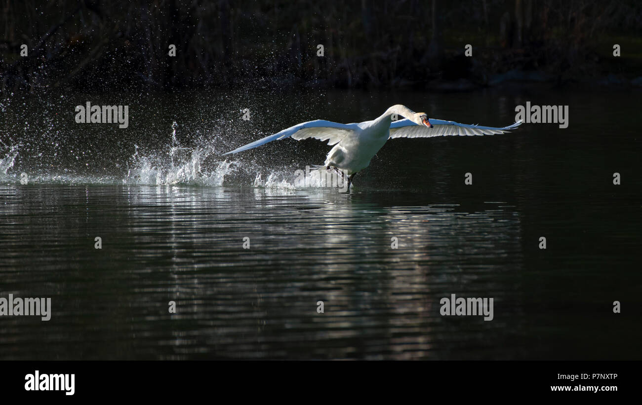 Mute swan (Cygnus olor), male starting from the water, Reintaler See, Tyrol, Austria Stock Photo